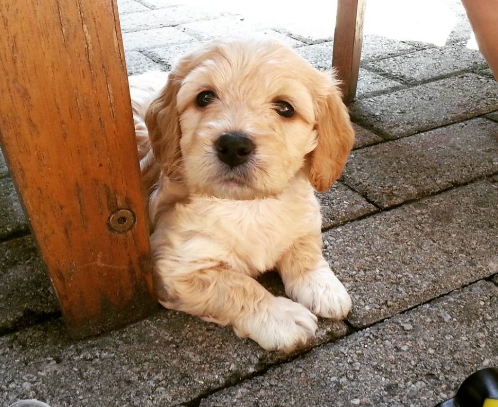 quale cagnolino meticcio scegliere