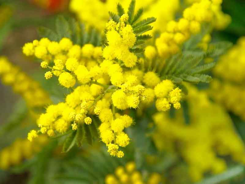 Festa della Donna