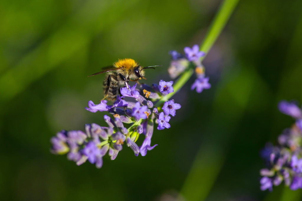 Propoli, il prezioso antibatterico naturale,