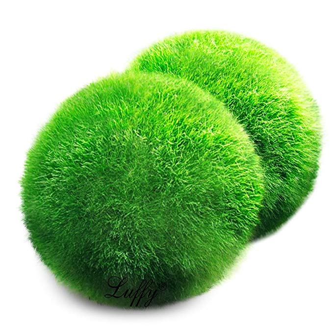 Storie dal mondo, Marimo e la leggenda dell'amore eterno