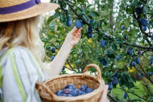 Idee per arredare il giardino con alberi da frutto